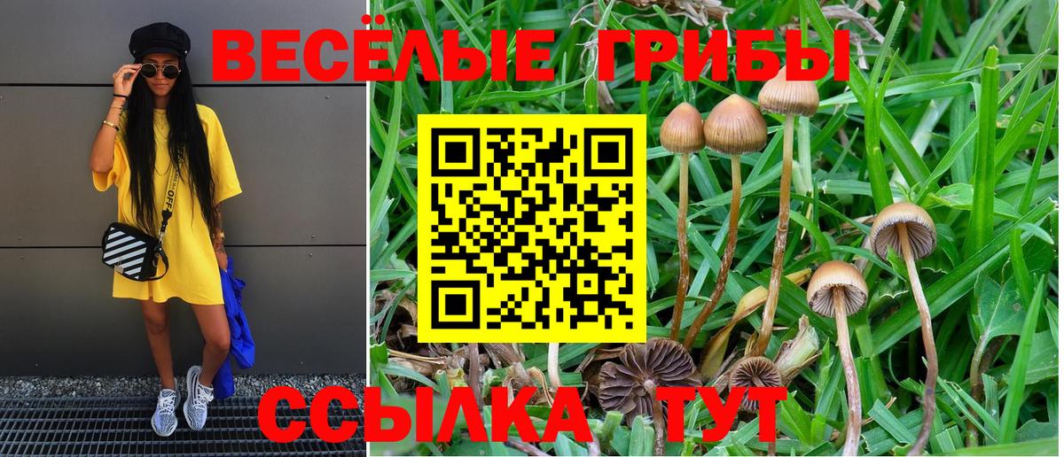Красный Сулин  Псилоцибиновые грибы Psilocybine cubensis  Вход с VPN 